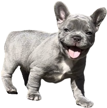 BlueCairo Frenchies
