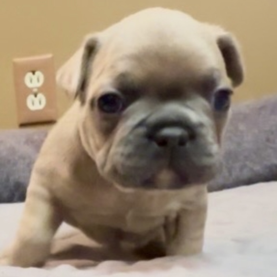 Pibble (Boy) – BlueCairo Frenchies
